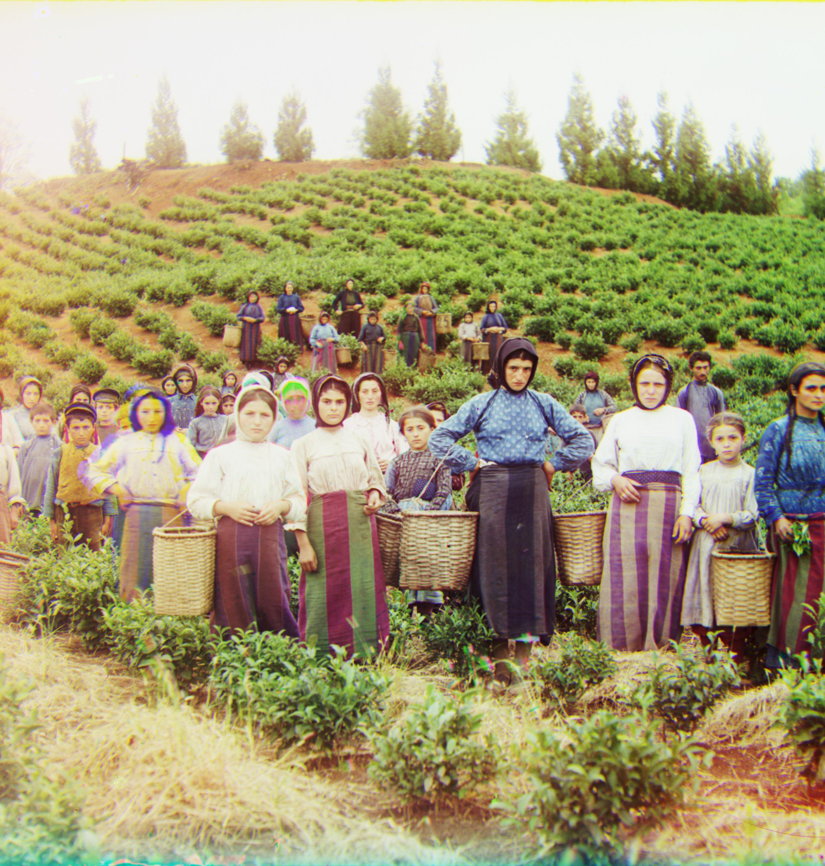 cropped_harvesters