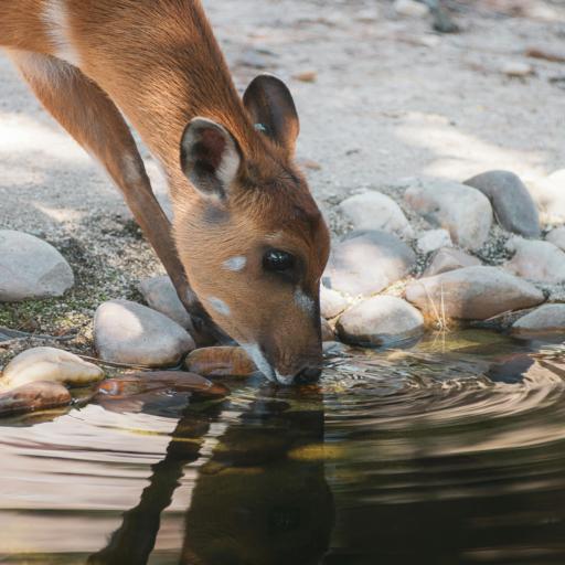 deer water