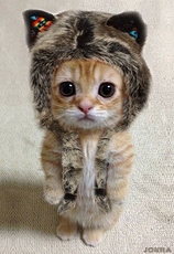 Image of Cat Wearing a Cap