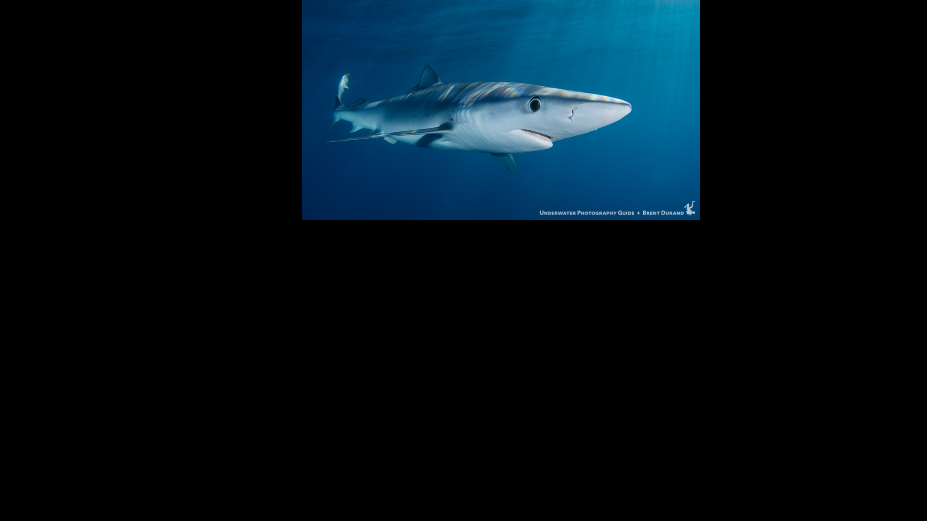Aligned Image of Shark in Space
