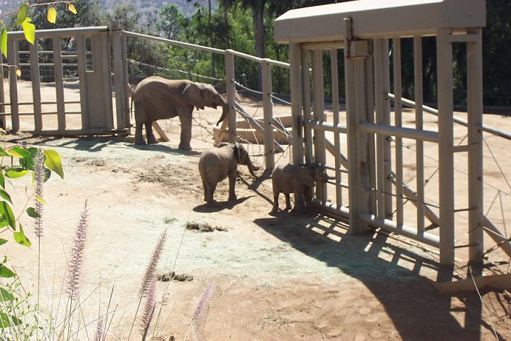 DCP_2942.JPG.jpg - More babies (ours was on the other side of the wall).